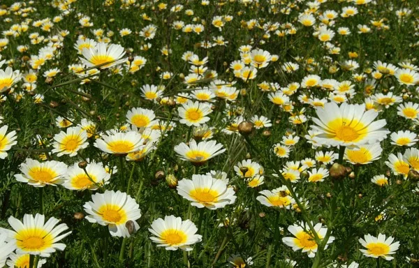 Chrysanthemum