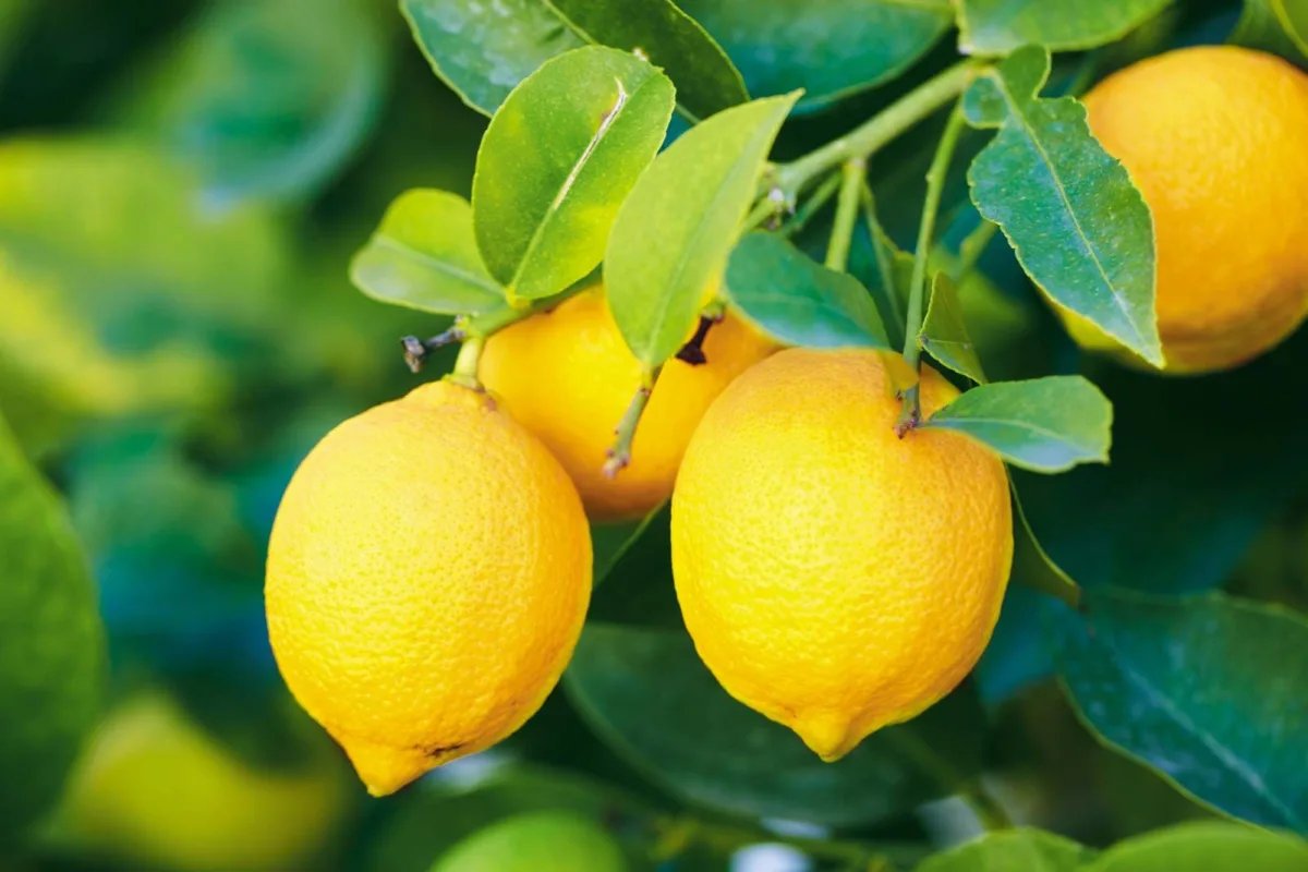 Citrus