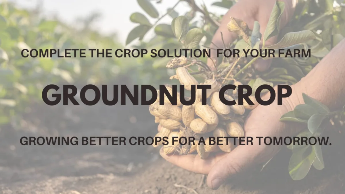 Groundnut
