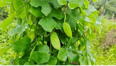 Ivy Gourd