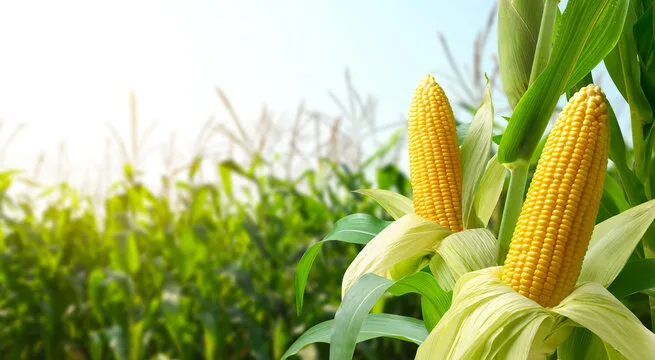 Maize