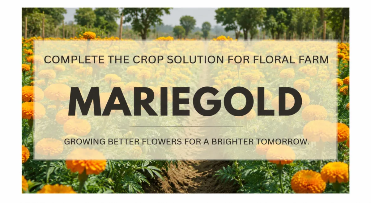 Marigold