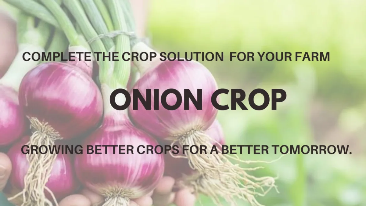 Onion