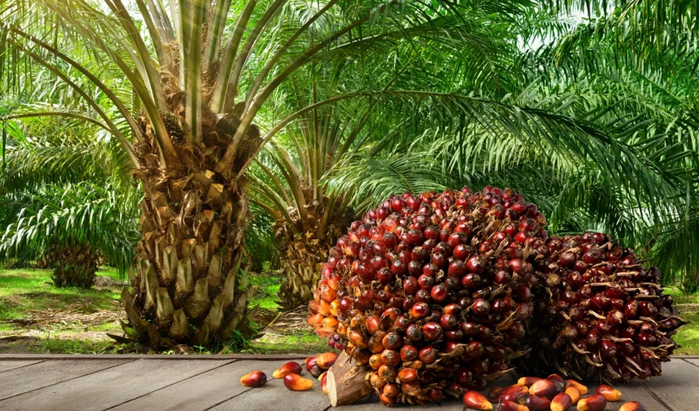 Palm Oil