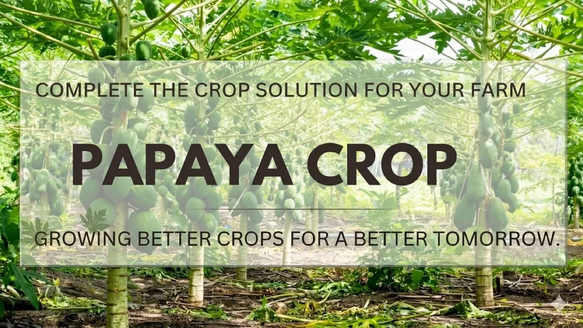 Papaya