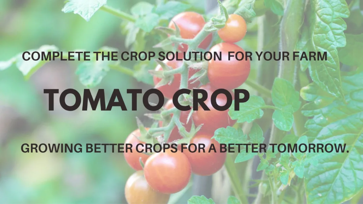 Tomato