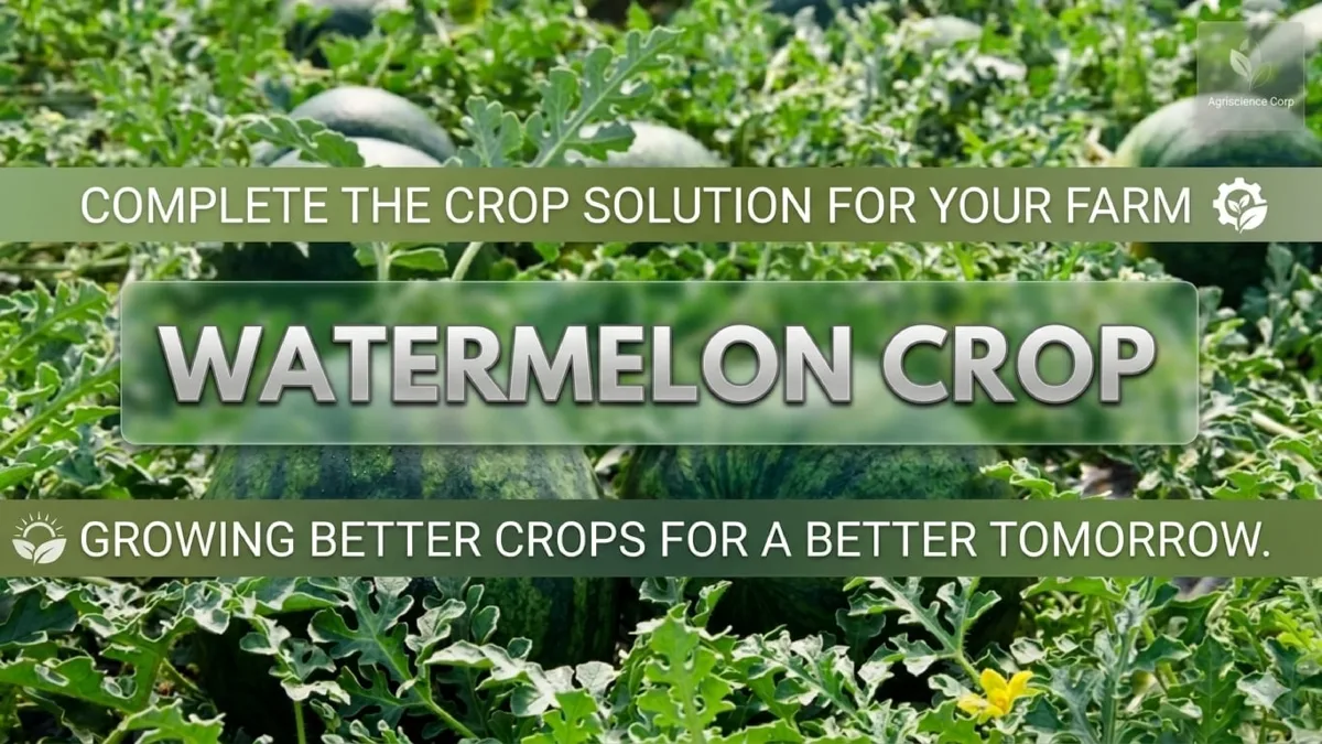 Watermelon