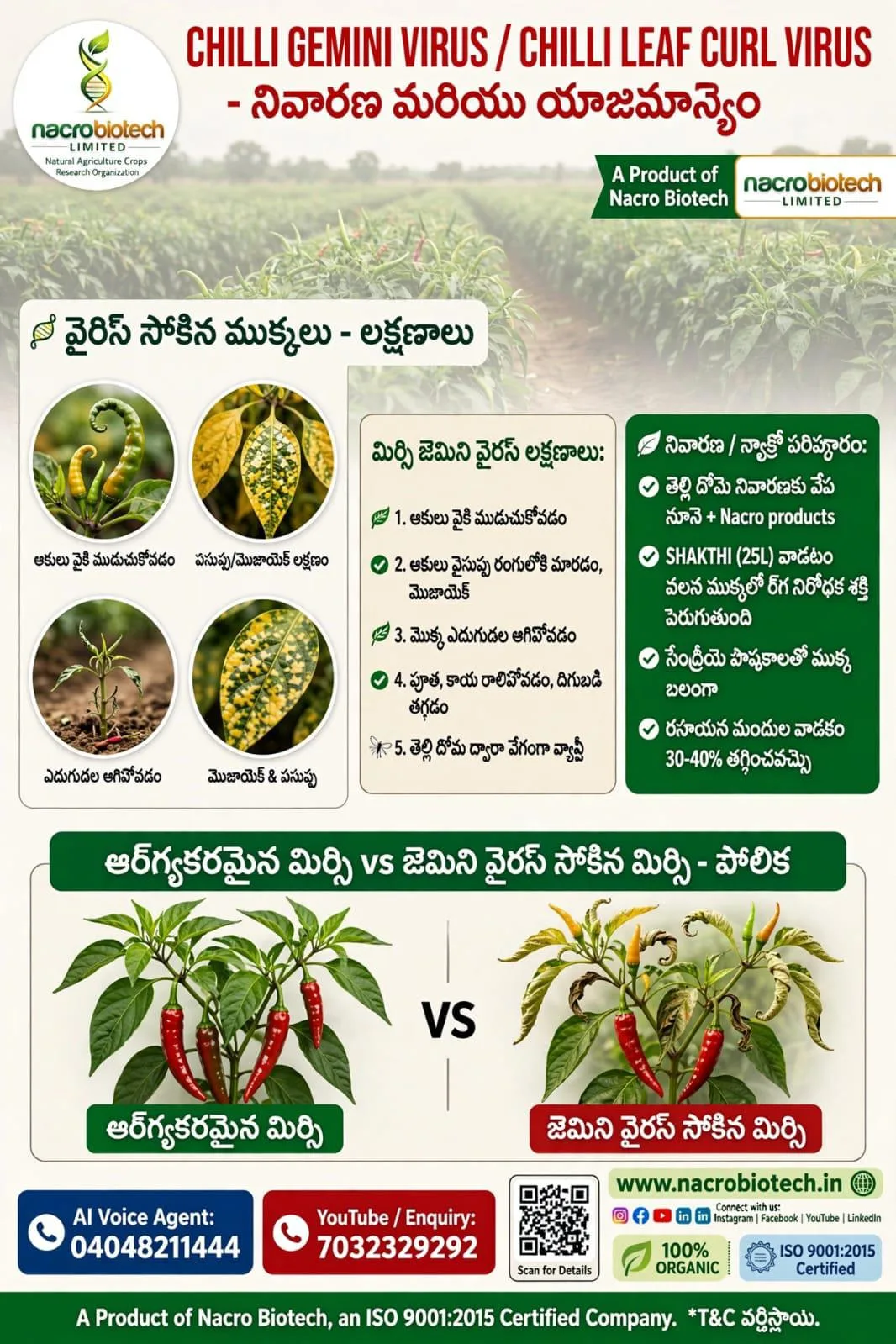 🌶️*చిల్లీ జెమిని వైరస్ / మిరప ఆకు ముడత వైరస్*