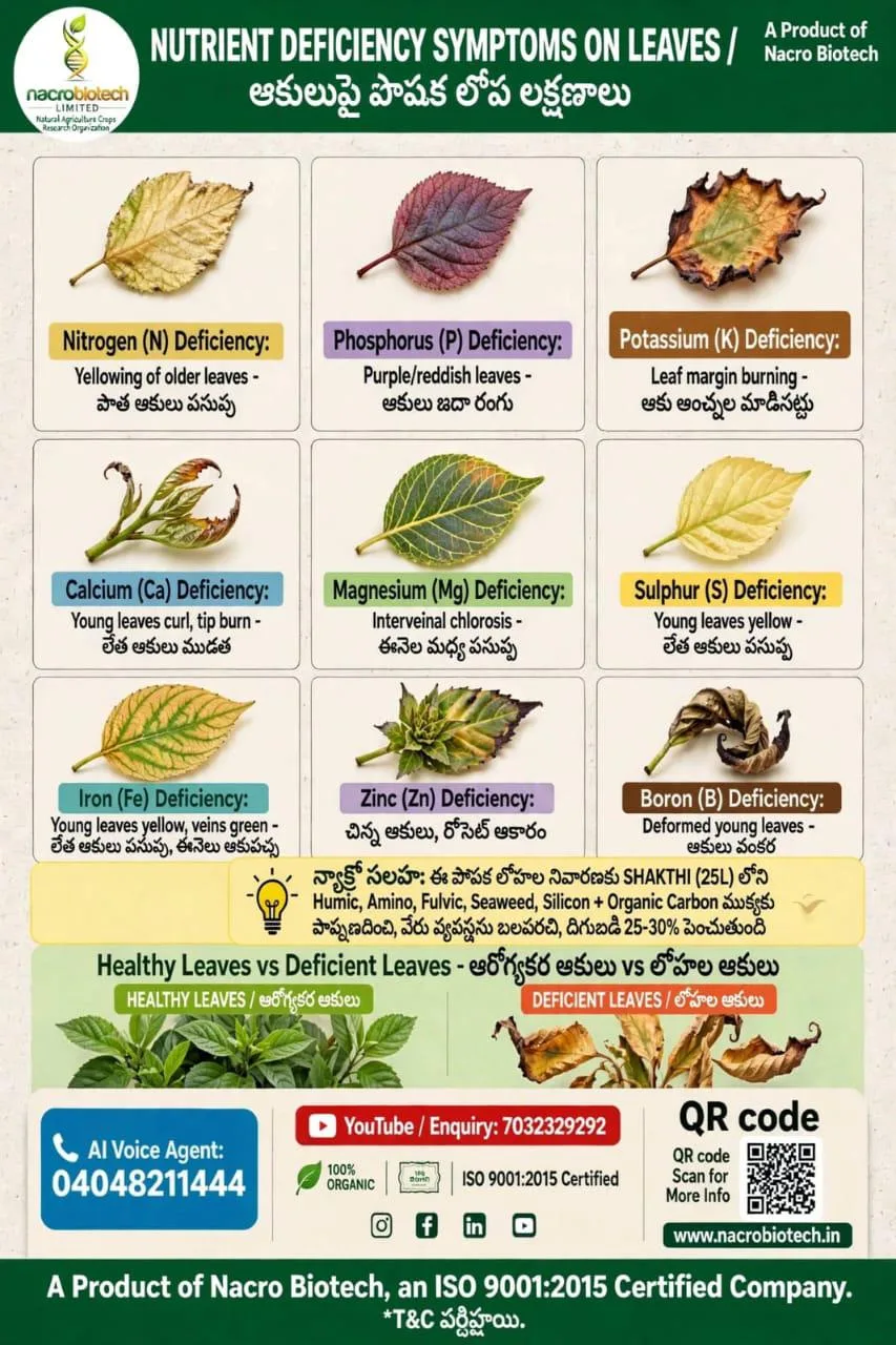 🌱☘️🍃🌿ఆకులపై పోషక లోప లక్షణాలు*🌿🌿🍃☘️