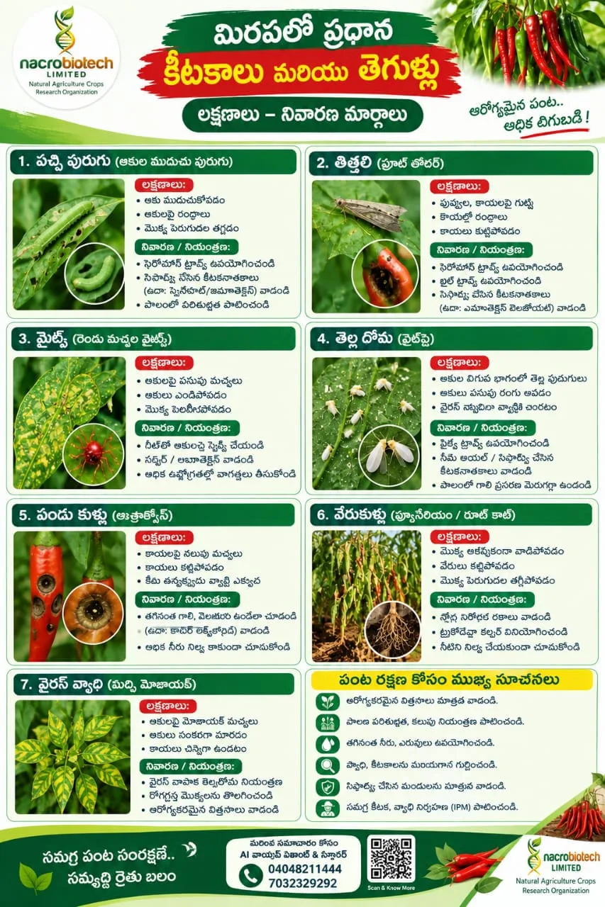 🌶️ మిరపలో ప్రధాన కీటకాలు మరియు తెగుళ్లు లక్షణాలు