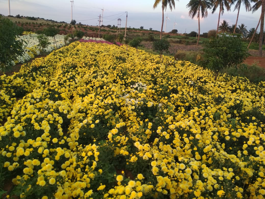 Rajashekar